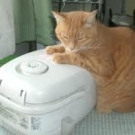 imagesCANFY4DT
