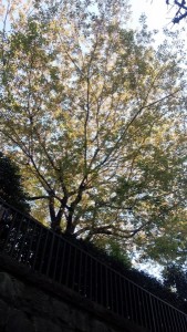 IMG_20140407_152046