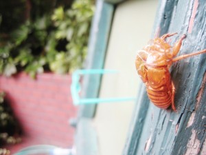 IMG_1423
