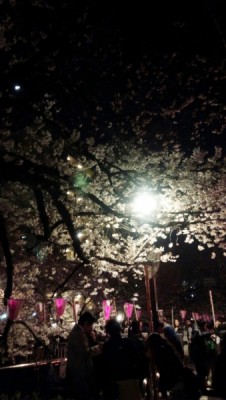 IMG_20150327_213042桜